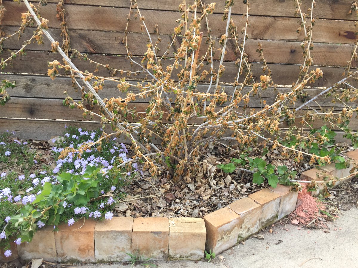 JeffcoLab's tweet image. PART III: How will different plants be affected by freezing temperatures? 
Why are different leaves on the same plant unharmed? A Chokecherry and Currant photographed 21APR2020. #EverydayScientist #NGSSphenomenon #TeamJeffcoRemote
@JeffcoScience @JeffcoSchoolsCo @TeamJeffco