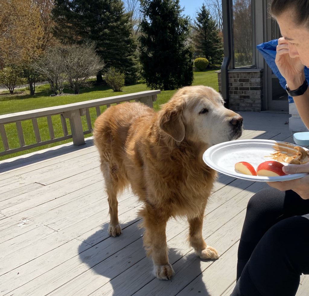 thedog_max's tweet photo. #stayhomelunch https://t.co/IK5yUghJ7i