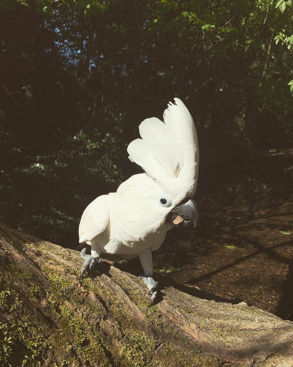 TeddyKnightUC's tweet photo. A lovely little stop to watch the birdies.😉
Love always
The Tedster.❤️🇬🇧❤️ 
#staysafe #StayAtHome #socialdistancing #cockatoo https://t.co/AVL5HJwdzV