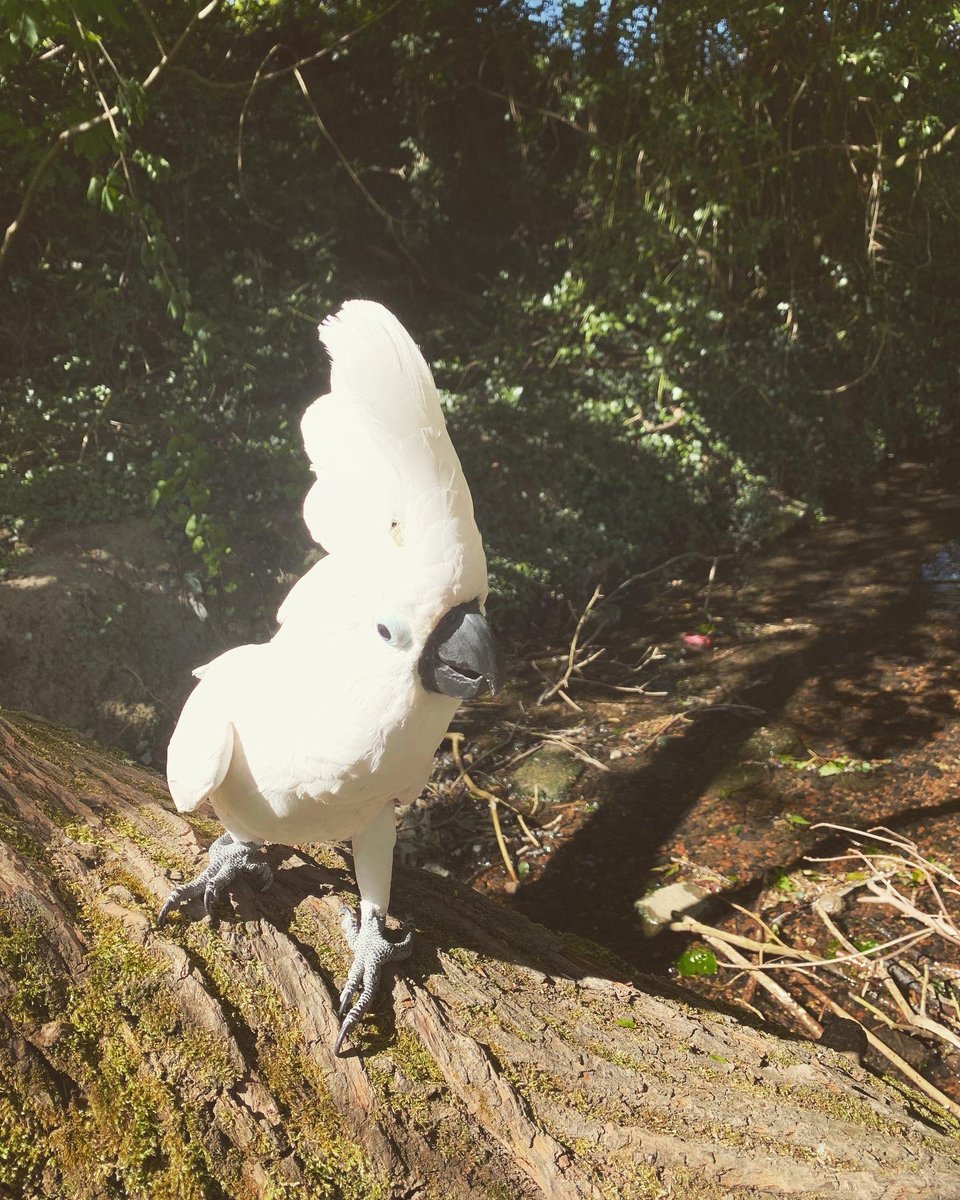 TeddyKnightUC's tweet photo. A lovely little stop to watch the birdies.😉
Love always
The Tedster.❤️🇬🇧❤️ 
#staysafe #StayAtHome #socialdistancing #cockatoo https://t.co/AVL5HJwdzV