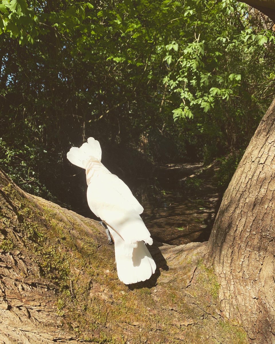 TeddyKnightUC's tweet photo. A lovely little stop to watch the birdies.😉
Love always
The Tedster.❤️🇬🇧❤️ 
#staysafe #StayAtHome #socialdistancing #cockatoo https://t.co/AVL5HJwdzV