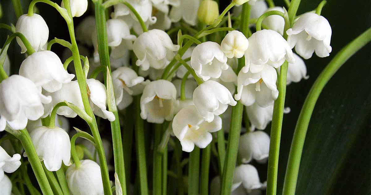 lily of the valley flowers are highly poisonous, sweetly scented flowers. in Victorian times they meant "return to happiness" and are nowadays regarded as a symbol of good luck