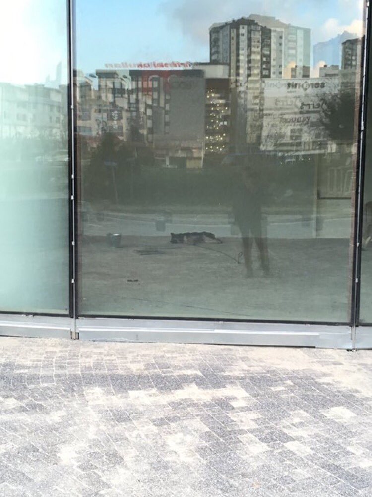 Burası #Kadıköy. Bu köpek, haftalardır bir işhanının en alt katında kapalı. Günlerdir ağlıyor, bağırıyor. Kendi dışkısı içinde yatıyor. @kadikoybelediyesi de polis de yardım etmiyor!

Şehrin ortasında bir hayvan göz göre göre ölüyor. Lütfen paylaşın, 155i arayın, yardım edin