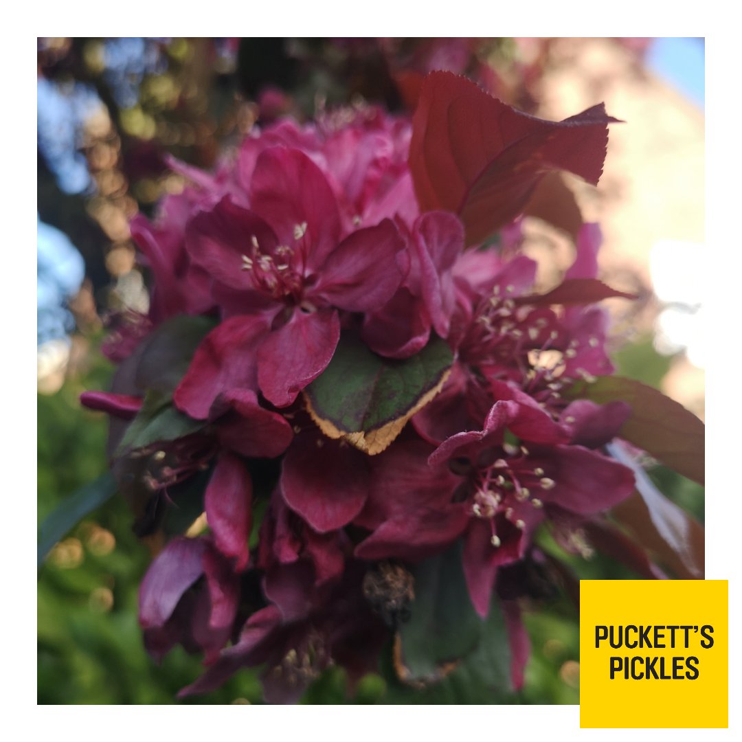 PuckettsPickles's tweet photo. Let's celebrate Earth Day by filling social media with beautiful flowers 🌼🌷🐛🦋🌺🐝🌹🐌🌿🌻
#earthday #beautiful #nature #howpretty #birdsong #blossom #flowers #sunshine #uplifting #spring https://t.co/ZpPRRtafdT