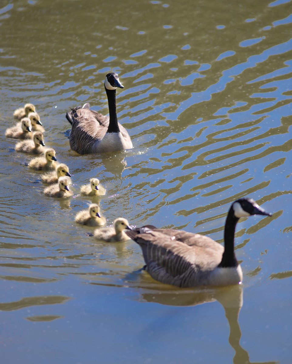 USCUpstate's tweet photo. Check out our new additions to campus.😁 🐣 🦆 https://t.co/OuCOSyldRV