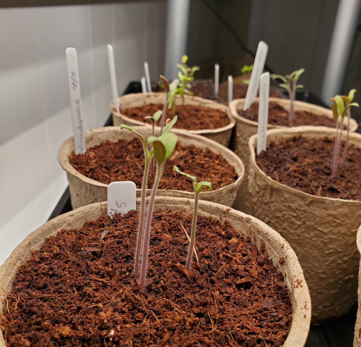 AnnaOTeeter's tweet photo. Happy 🌎 day! While I start my humble garden🌱, I want to thank farmers for everything that they do to grow our food 🌽🌾and be stewards to the land. #HappyEarthDay #farmers #ThankAFarmer @SoilPartners https://t.co/zpIpI0WYep