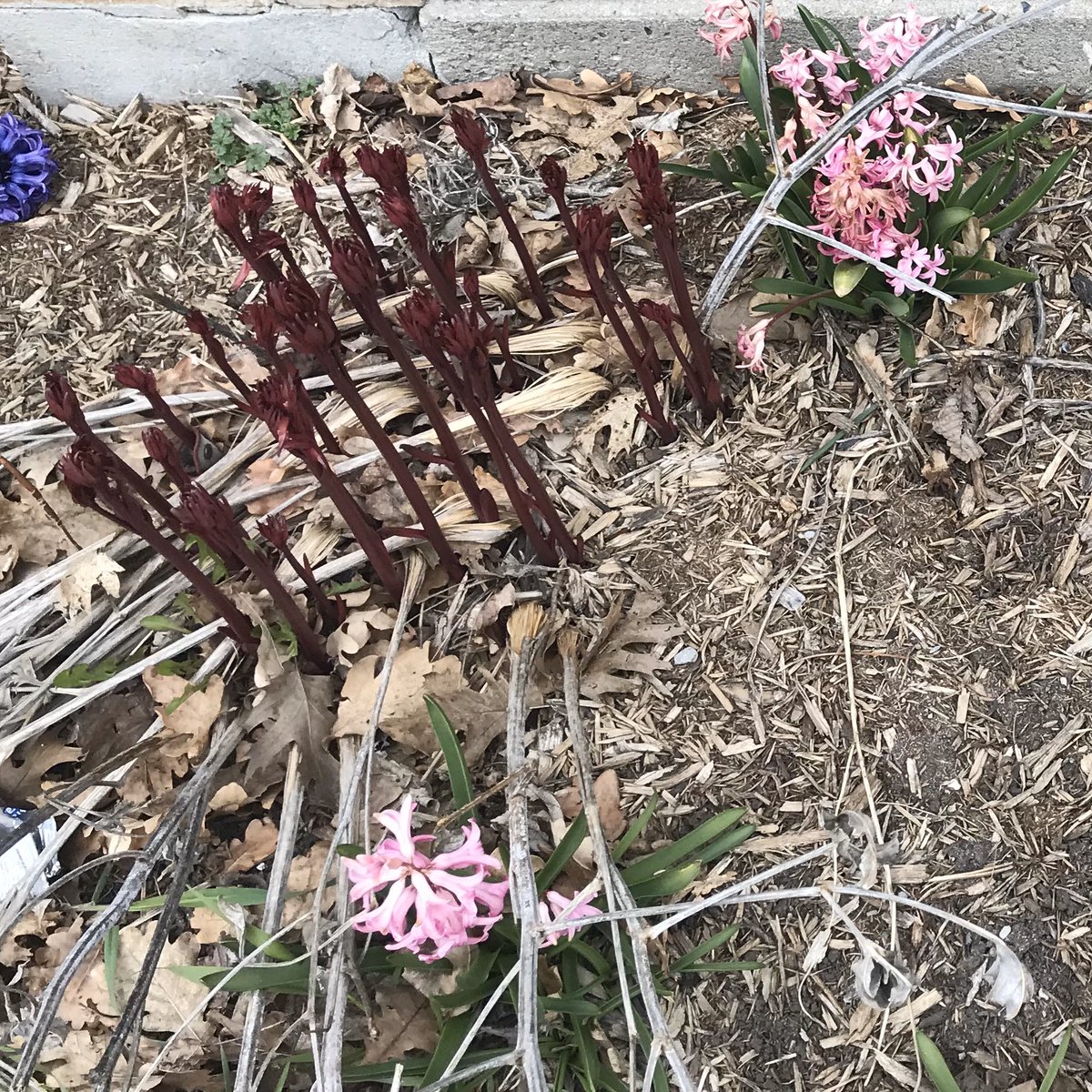 FranklinStPS's tweet photo. It’s Earth Day, &amp; lunch hour means a chance to step outside to enjoy some fresh air &amp; the beautiful spring blooms in the @FranklinStPS gardens. Virtual Spirit Week is going strong. Thx to all our participating students, families, and staff. #franklinstreetps #yrdsb #EarthDay2020 https://t.co/whUKGkYId0