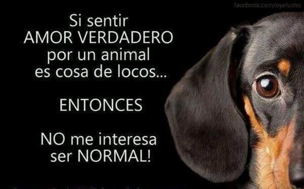 ayudaanimalese1's tweet photo. Definitivamente el mundo necesita de más locos. https://t.co/q3RGajDv5E