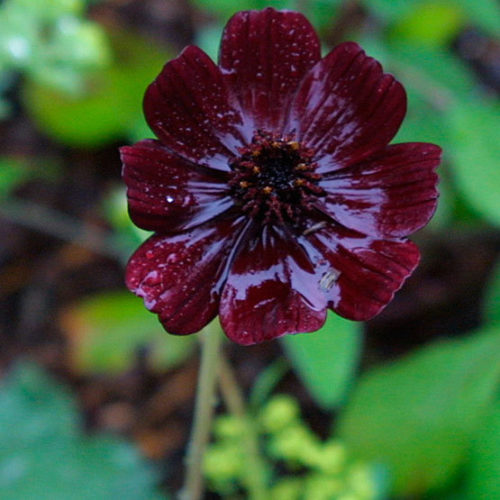 the chocolate cosmos flower is widely regarded as the love flower. gifting a cosmos flower to someone gives the message 'I love you more than anybody can.'