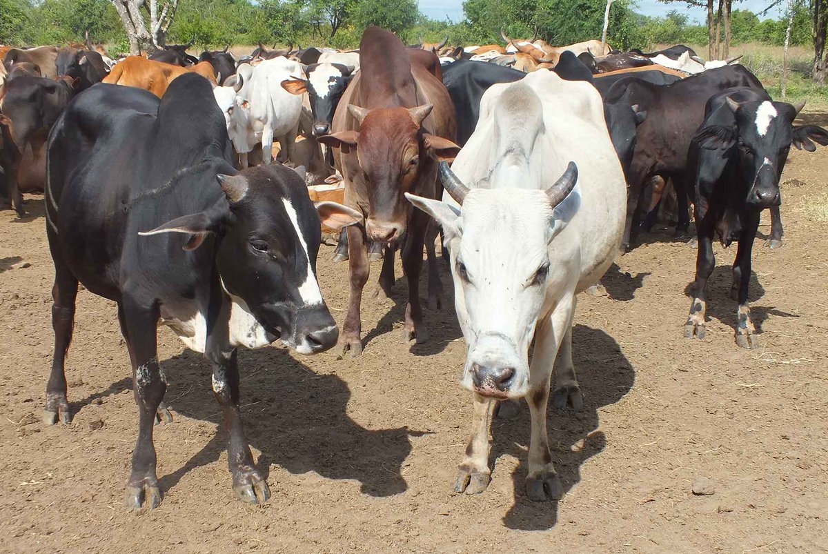 Our scientists have developed a universal foot-and-mouth disease antibody test that can identify animals infected or vaccinated with any strain of the virus ow.ly/x5uX50zlASh #FMD <a href="/BBSRC/">Biotechnology and Biological Sciences Research</a> <a href="/DefraGovUK/">Defra UK</a> <a href="/JClinMicro/">JClinMicro EIC</a> <a href="/amin_asfor/">Amin Asfor</a>