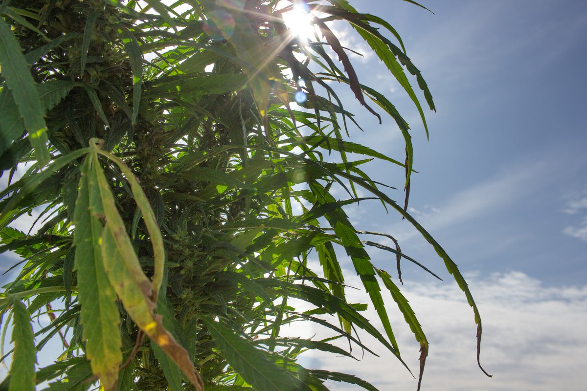 manitobaharvest's tweet photo. Wishing you a Happy Earth Day from our hemp fields! They may not look this lush quite yet, but this view is just a few months away. #earthday2020 #hempyeah https://t.co/fHd15DYc8P