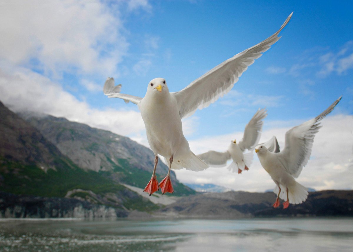 RebeccaRidgway6's tweet photo. 1/4 Las dietas de las gaviotas son indicadores de la salud de redes tróficas marinas. Los autores enfocaron a la costa del Washington y British Columbia. Investigaron cambios de la dieta que corresponden con impactos humanos como cambio climático y polución #Blight2014 #CCARE1 https://t.co/emZDCedZcU