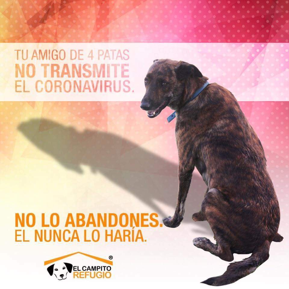 ayudaanimalese1's tweet photo. Que nadie te haga pensar lo contrario. Está es la realidad.  #CuarentenaTotal #YoMeQuedoEnCasa #animales #coronavirus https://t.co/LJkLVwKin9