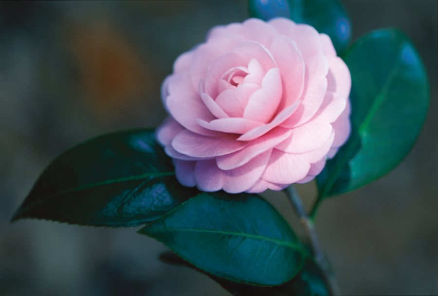 camellia flowers symbolise love, affection and admiration