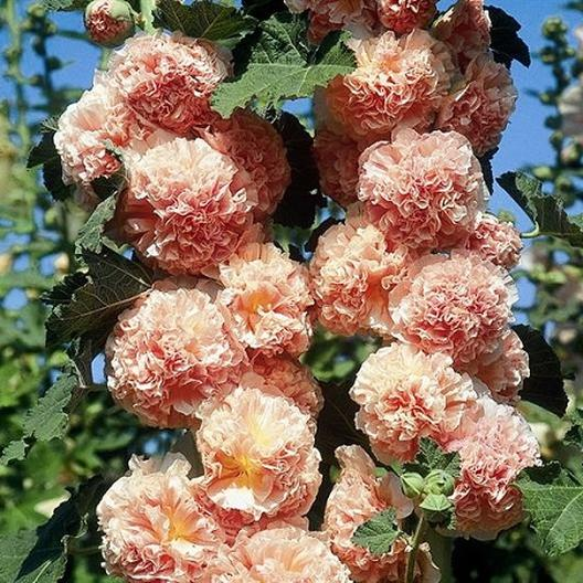 2. hollyhock chater's salmon !! i think this is my fav flower of the bunch it is SOO PRETTY WTF