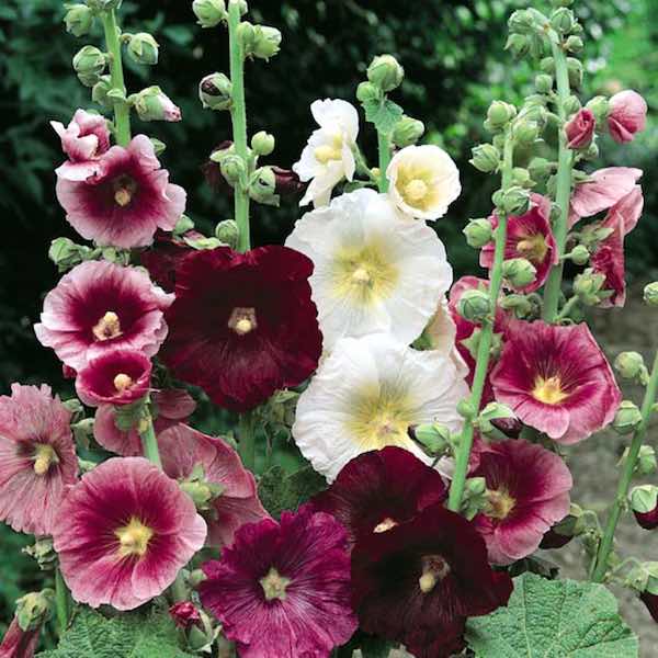 hollyhock flowers symbolise ambition. they bloom on very tall stalks and stretch high towards the sky.