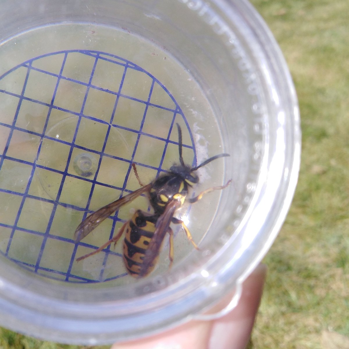This wasp stayed still enough that I didn't need to pop her in fridge to calm down to let me to ID her. She's another German Wasp, Vespula germanica. Not same one as yesterday as she's different facial markings. #germanwasp  #vespulagermanica  #wasp  #wasps  #socialwasp  #waspsarecool