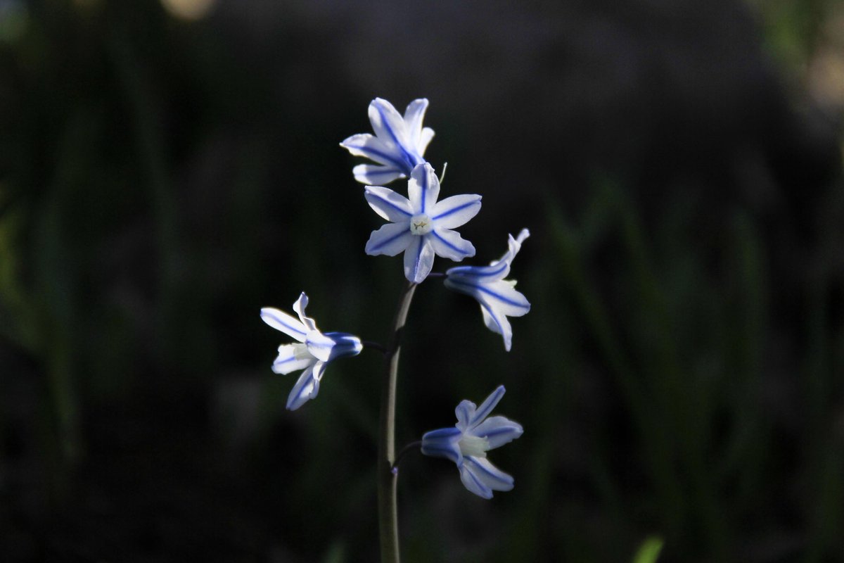 This flower SERVES on-stage Harry energy. 