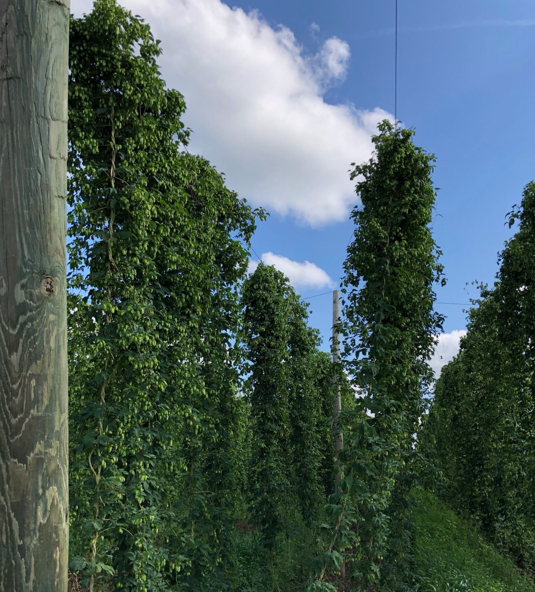 Happy Earth Day! Thank you, Earth, for allowing us to grow beer on you! On this 50th anniversary of Earth Day, we raise a beer to you! 🌎🍻🌱
.
.
.
.
#EarthDay2020 #drinklocal #EarthDay50 #Cheers