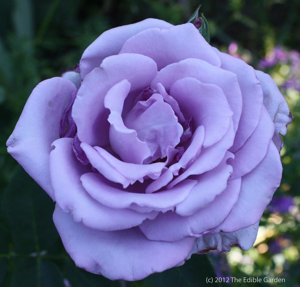 lavender rose; this colour of rose symbolises enchantment and love at first sight