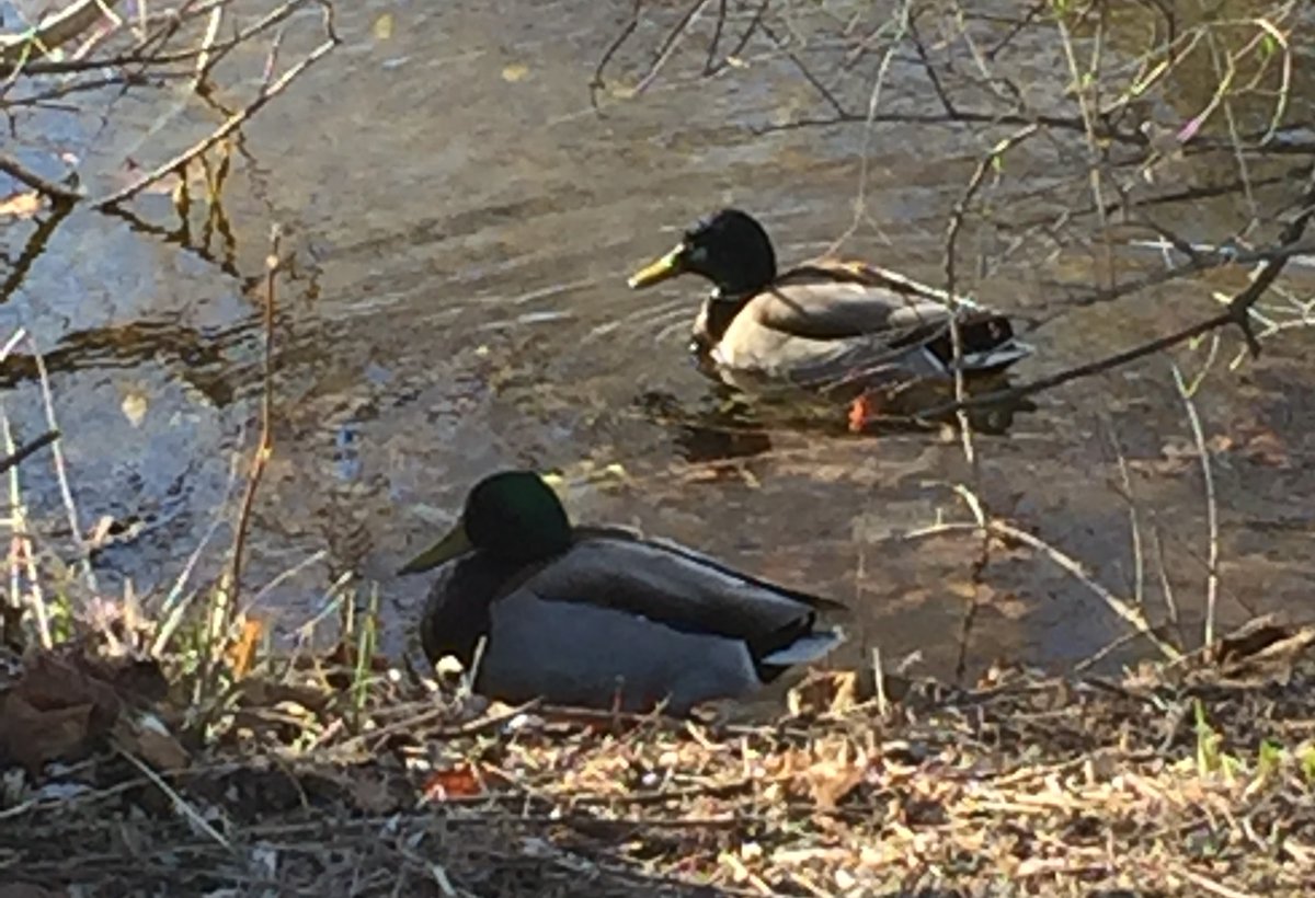 Happy Earth Day from Milliken Mills High School!  This morning, these two mallards were spotted on the pond at MMHS.  #buildtheflockYRDSB  Think about how you can protect the natural habitat of birds like these.