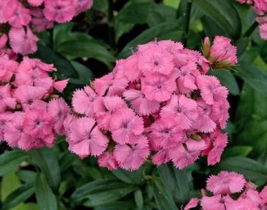 3. sweet william pink beauty !! not in love w this one but i was like whateva its less than $2 we move