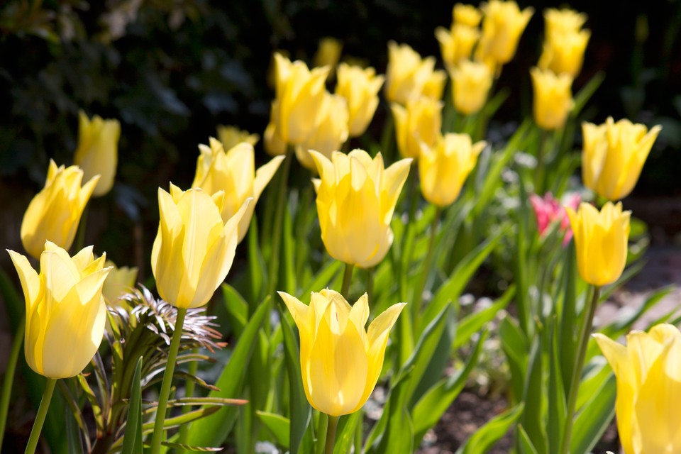 and finally; yellow tulips - my favourite flower. these are given to reflect cheerfulness and sunshine however they used to symbolise hopeless love. personally i see them as a token of personal growth :)