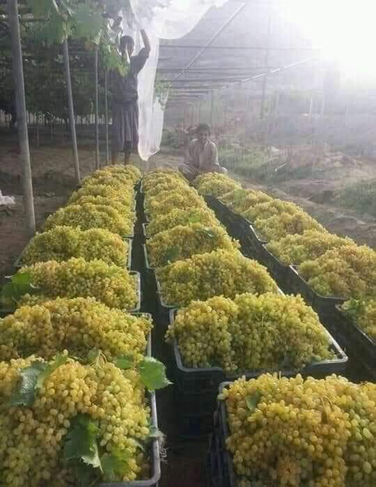 بلدة طيبة ورب غفور
 
#اليمن_بلاد_الخيرات