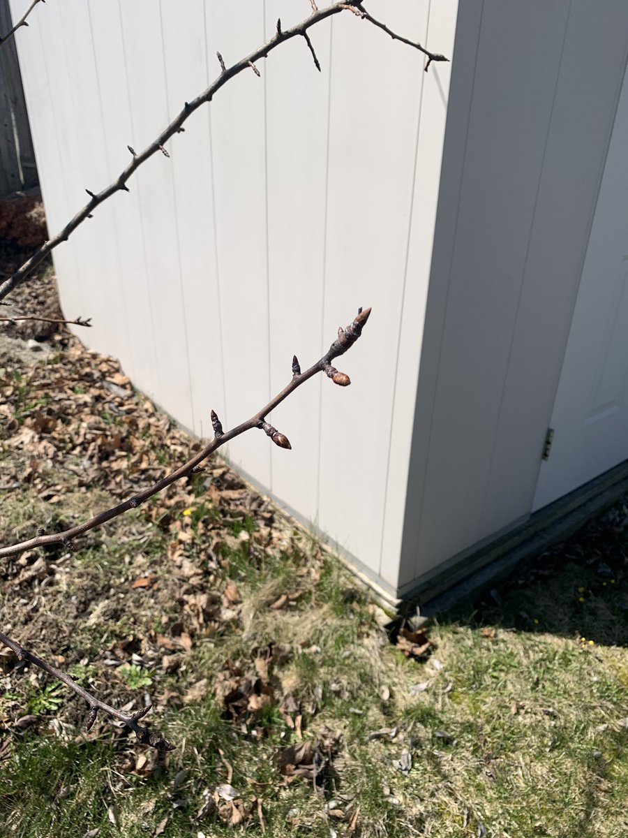 MissMaxmen's tweet photo. Come on spring, do your thing! I’m loving the sunshine and the spring buds today #saynotosnow @FranklinStPS #EarthDay #gardening #FranklinFalcons https://t.co/4IZrAJtdGW