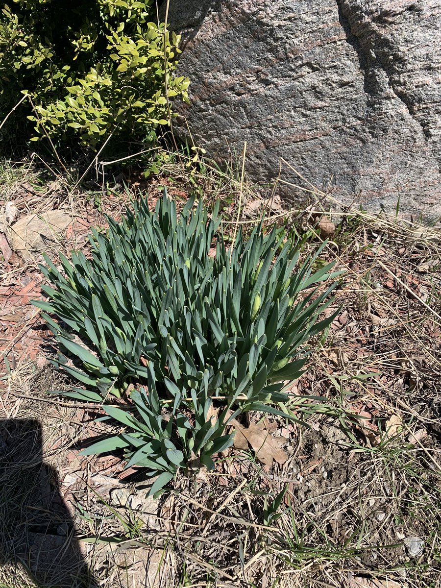 MissMaxmen's tweet photo. Come on spring, do your thing! I’m loving the sunshine and the spring buds today #saynotosnow @FranklinStPS #EarthDay #gardening #FranklinFalcons https://t.co/4IZrAJtdGW