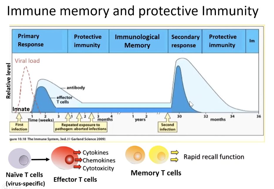 What about immune memory & protective immunity? When you meet the virus again, you should get an immediate mobilization of memory T cells & antibody response that protects you. *That is the goal, & what we hope those recovered from COVID-19 have, but we don't know.  #FarberCOVID19