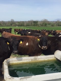 CoolattinC's tweet photo. Small snack of creamy Coolattin before milking #contentedcows #grasstomilk @caisireland the best of #irishproduce order online https://t.co/KGvbRfGRs6 https://t.co/E9d4EfJ1IS