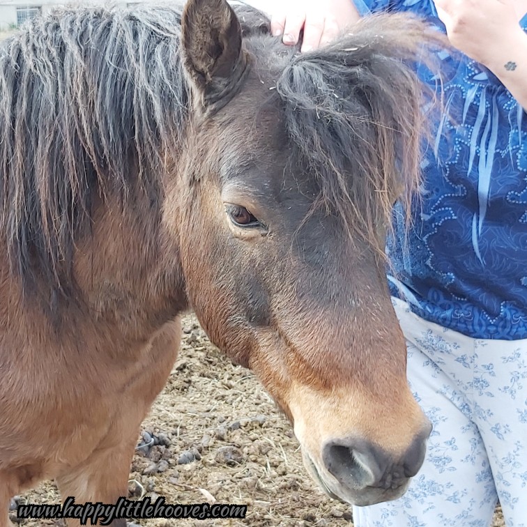 HoovesHappy's tweet photo. Casey is such a good looking boy! #happylittlehooves #caseythepony #ponyhour #ponies #welshponies #shetlandpony #exmoorpony #handsomefellow https://t.co/B1fr0KGn8k