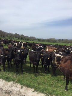 CoolattinC's tweet photo. Small snack of creamy Coolattin before milking #contentedcows #grasstomilk @caisireland the best of #irishproduce order online https://t.co/KGvbRfGRs6 https://t.co/E9d4EfJ1IS