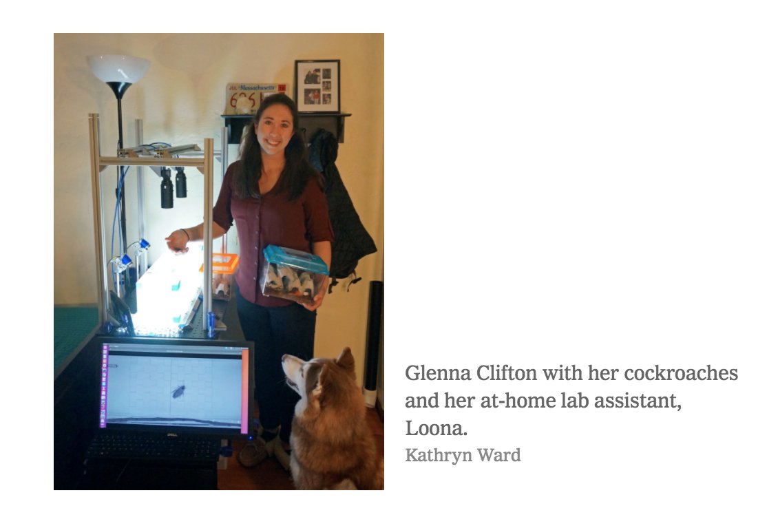 What's it like to shelter in place at home with your experiments when they involve cockroaches? <a href="/GlennaClifton/">glenna clifton</a> a postdoc in <a href="/ucsd_mae/">UCSD Mechanical and Aerospace Engineering</a> <a href="/ngravish/">nick gravish</a>'s lab tells all to <a href="/NYTScience/">NYT Science</a>: nytimes.com/2020/04/21/sci…
<a href="/UCSanDiego/">UC San Diego</a> <a href="/UCSDnews/">UC San Diego News</a> <a href="/hiskov/">Henrik I Christensen</a> <a href="/cjgiaimo/">cara giaimo</a> 
#biomimicry #entomology #COVID19