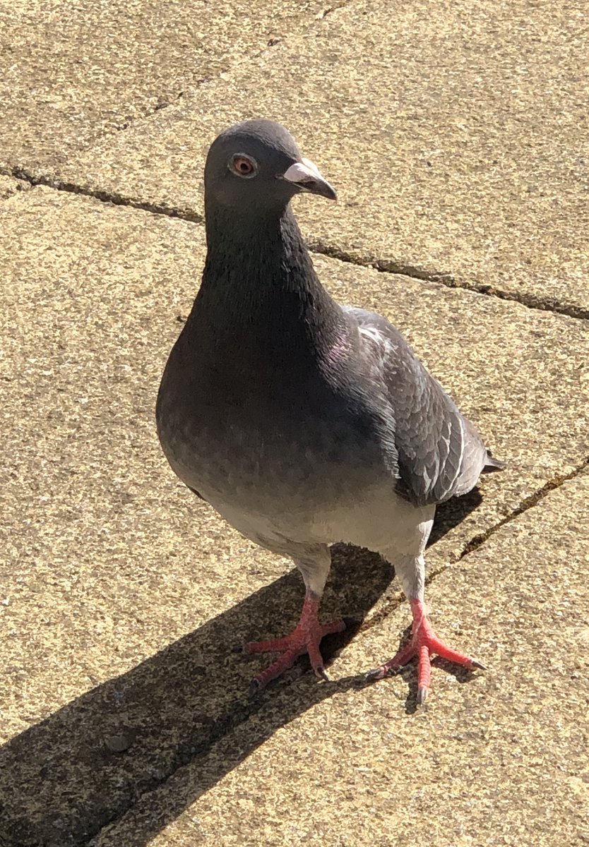 WatersideWrite1's tweet photo. Parent stock dove brought young one to sample the teatime seed bowl. Very different markings and really bright-eyed @Natures_Voice @SotonCommonF @HantsIWWildlife They are quite tame and know how to ask for more (and eat the tastiest seeds) https://t.co/CXHOr6u0ko