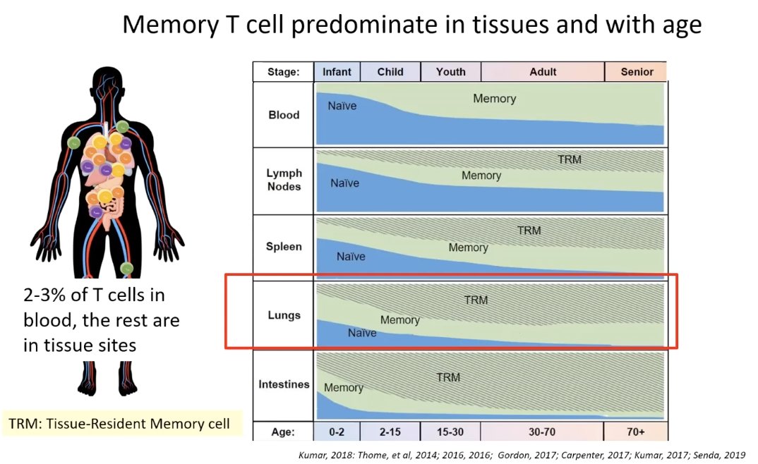 Most of the memory you'll find is TRM, tissue-resident memory cells. The lungs, throughout most of our lives, are mostly TRM. Representing all the respiratory pathogens that we've encountered over our lives.  #FarberCOVID19