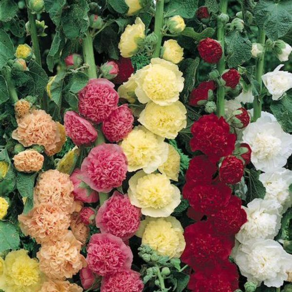 6. hollyhock chater's mixed !! it's a mixed coloring seed bag and they get v v tall (180cm/6ft !!) crazy :D