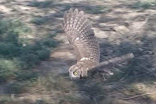 If you haven’t heard, it’s earth day, so here’s a happy story! Remember that Screech-Owl I saved and gave to a raptor center for rehabilitation? It was recently released back into the wild at my home in Washington. Thanks to my mom for the pics, and good luck to this little guy!