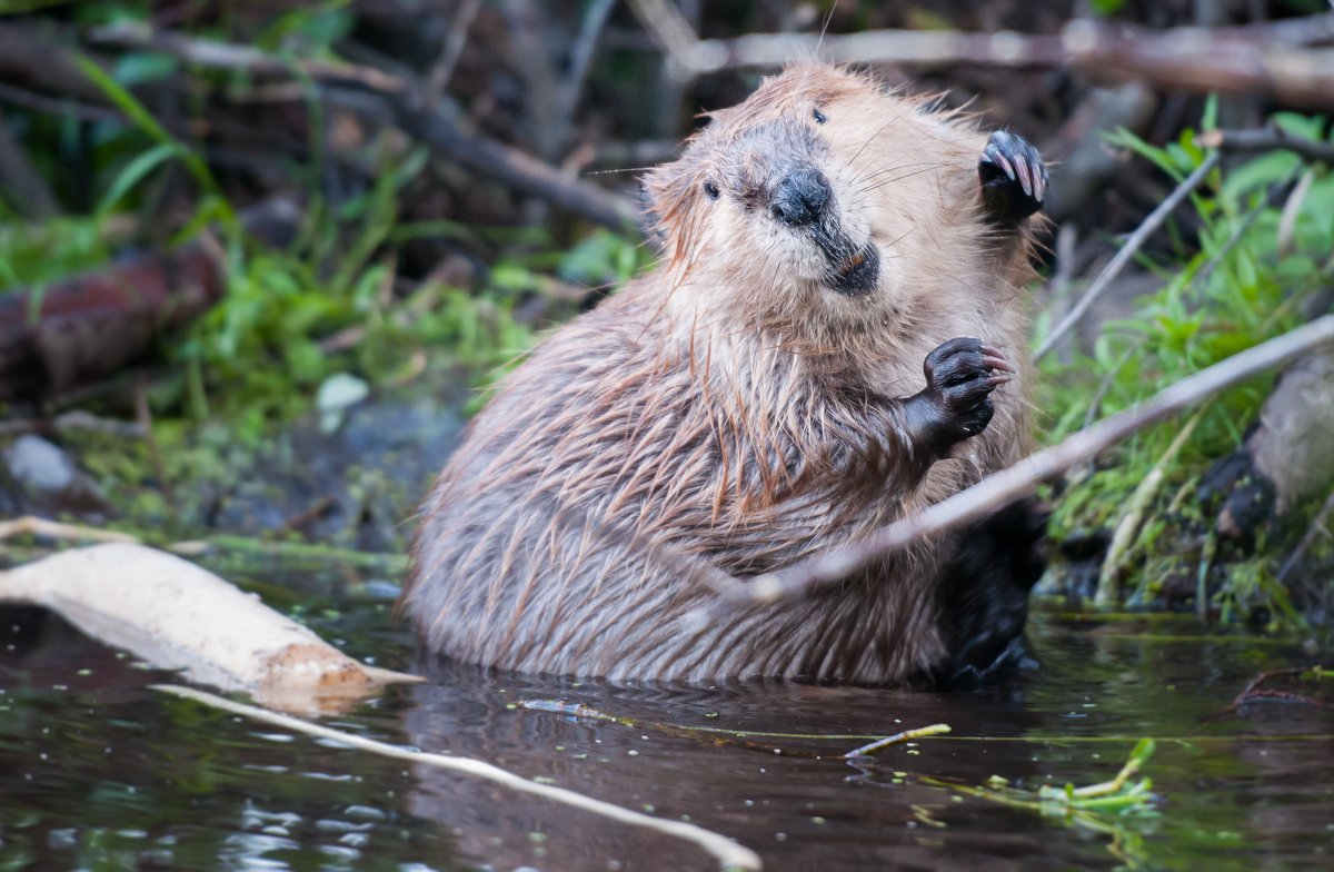 The molasses-like goo that comes out of a beaver's butt smells like a French vanilla jelly bean.