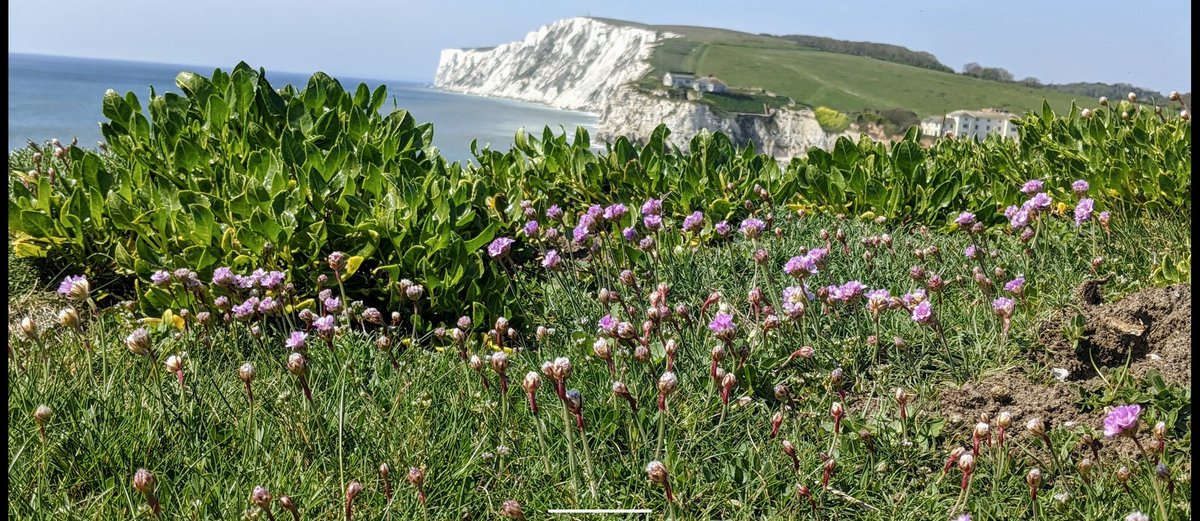 sand0307's tweet photo. Today's daily walk. What a beautiful place I live in !! Feeling so thankful ......  #lockdownmemories #IsleofWight #dailywalk #stayingpositive #MentalHealthMatters #freshwaterbay https://t.co/qiayCiMEHS