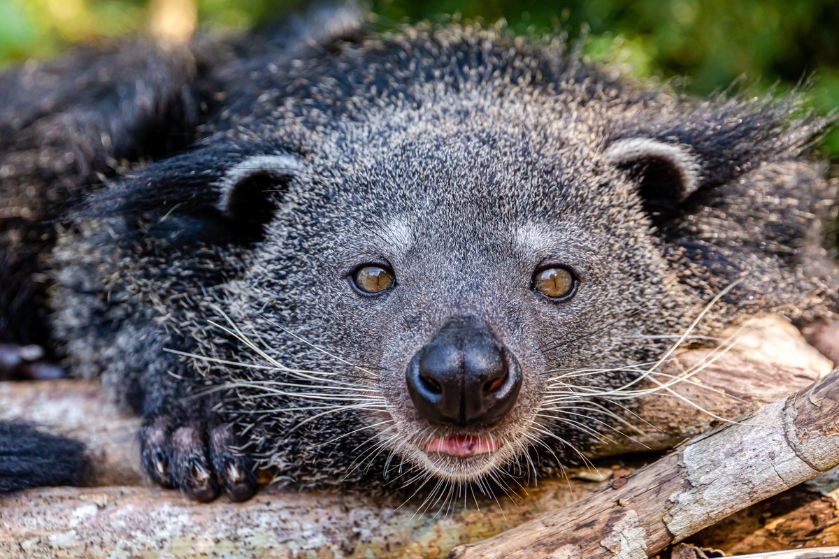 Happy  #NationalJellyBeanDay! What better day than today to discuss animals that smell like jelly beans ... starting with: The binturong, whose anal glands have been described as smelling like buttered popcorn Jelly Belly beans.