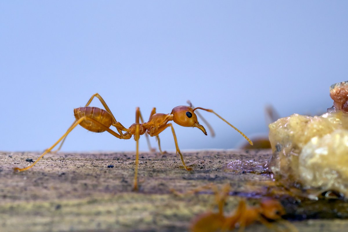 The yellow ant is kind of a two-for-one deal: Not only do these ants emit a lemon drop smell, but their butts also look like little tiny lemons.
