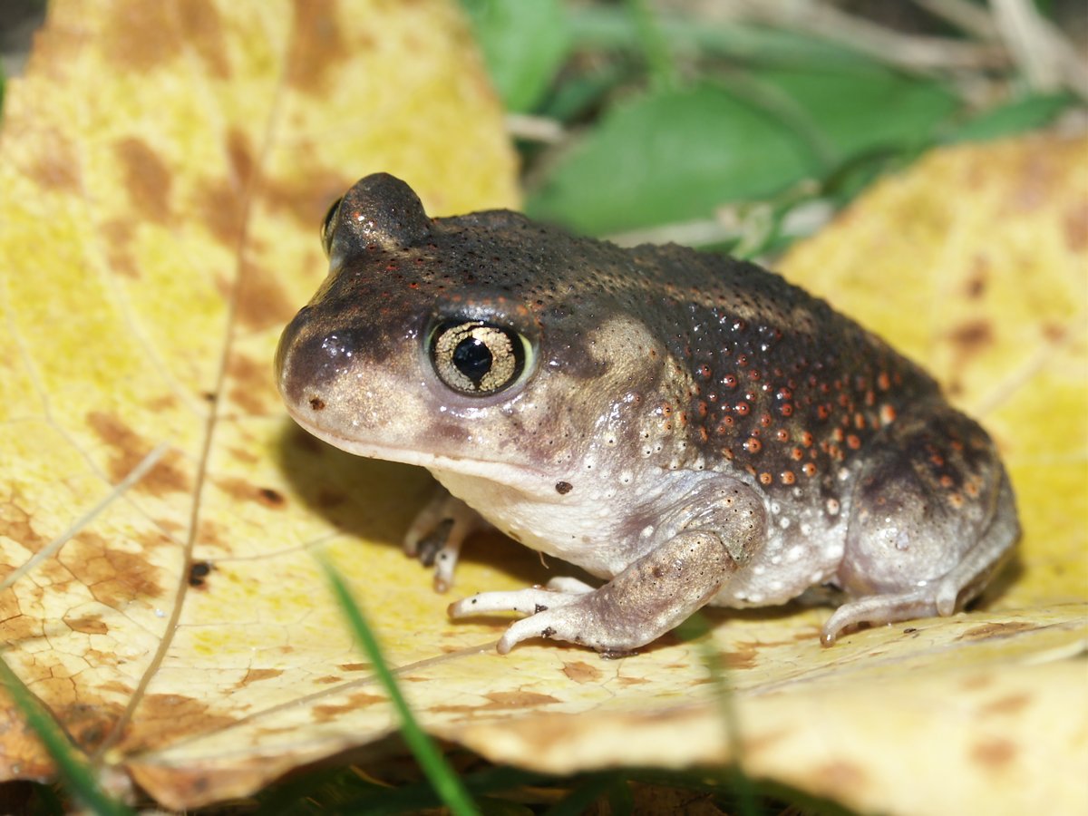 The spadefoot toad is known to secrete a peanut butter-scented substance that causes sneezing and burning eyes in anyone who touches it.