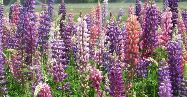 4. lupin - russel's hybrid mix !! nice colors good in shade periannal everything slay