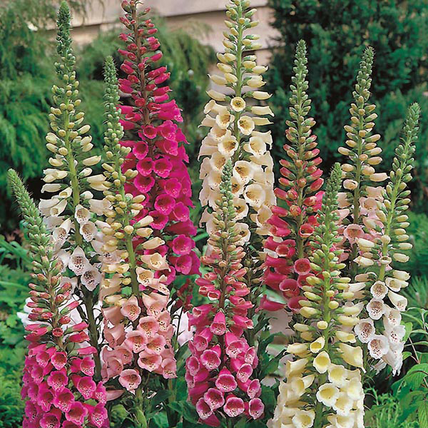 8. mixed foxglove !! its p much the same as the one before just a bunch of diff colors