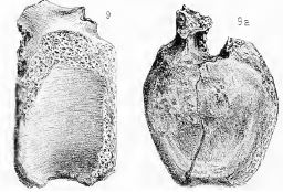 In 1874 the Boundary Commission made it to what is now Grasslands National Park in southern Saskatchwan. He collected hadrosaurid vertebrae, trionychid and compsemydid turtle shell fragments, and gar fish scales. (photos: Christison et al. 2020)