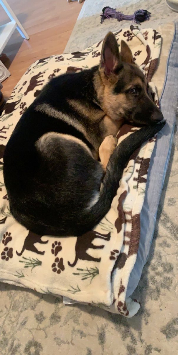 kenzz_jade's tweet photo. I’m obsessed with my baby Bear 🥰 https://t.co/E17BBBwz8C