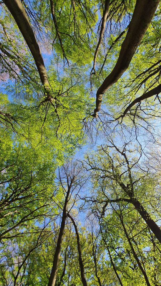 SENConnect tweet media