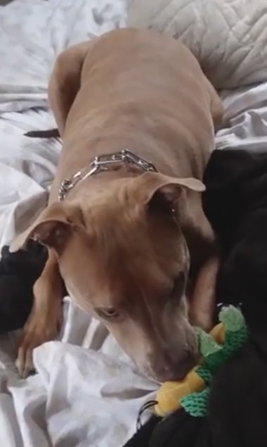 Attleboro Police tweet media